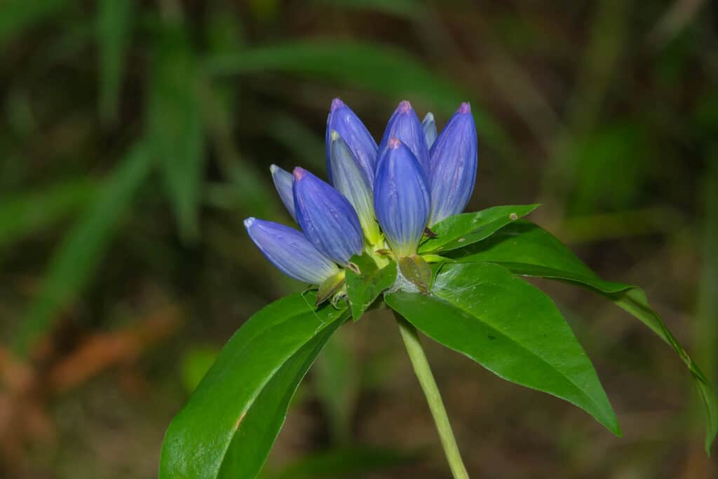 The 11 Most Colorful Fall-Blooming Flowers in Ohio