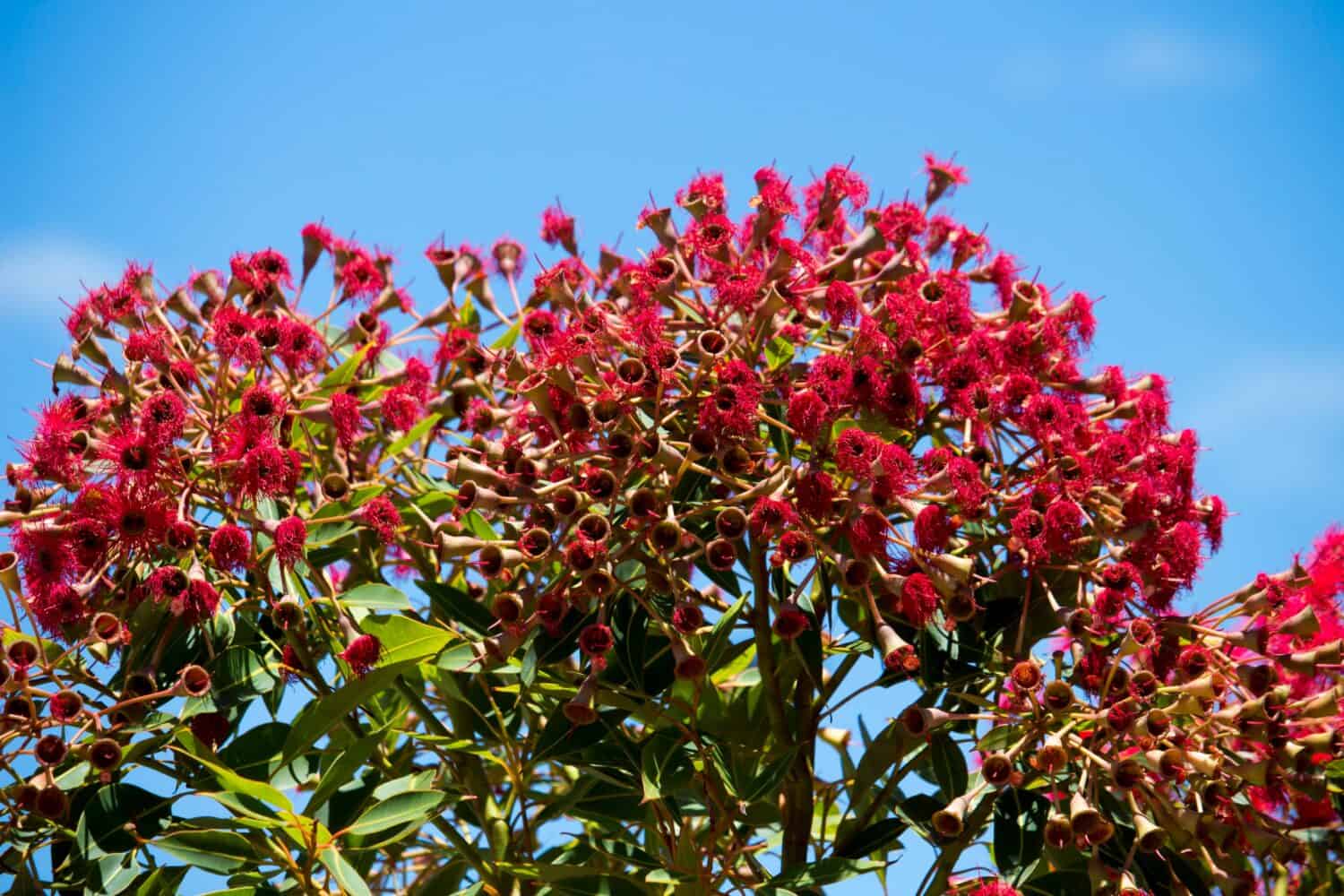 10 Gorgeous Red Flowering Trees in Florida