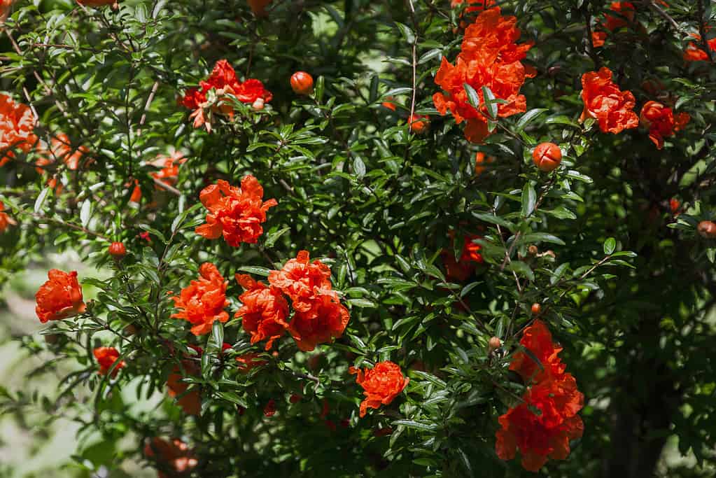 10 Gorgeous Red Flowering Trees in Florida