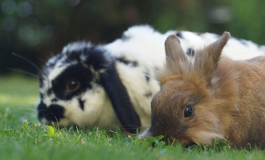 Lionhead Rabbit Lifespan: How Long Do Lionhead Rabbits Live?