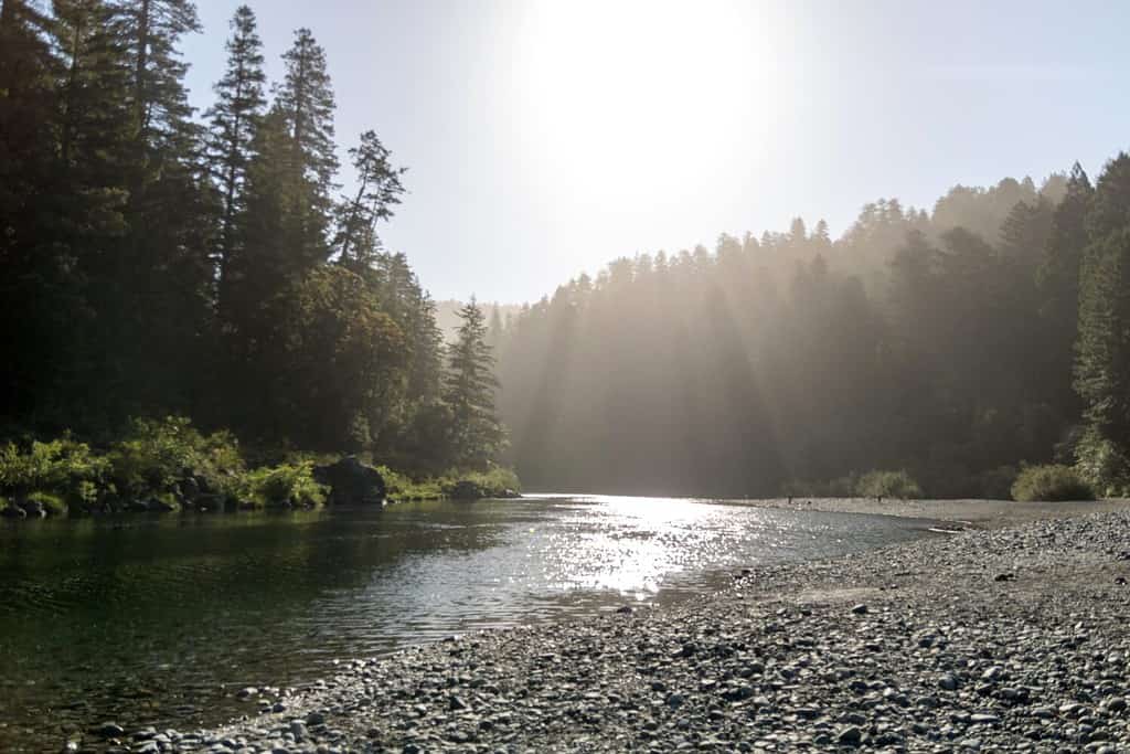 The 16 Best Places to See Towering Redwood Trees in California