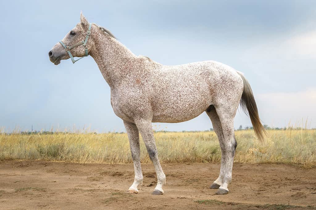 Horse Colors: The Complete List From Rarest to Most Common