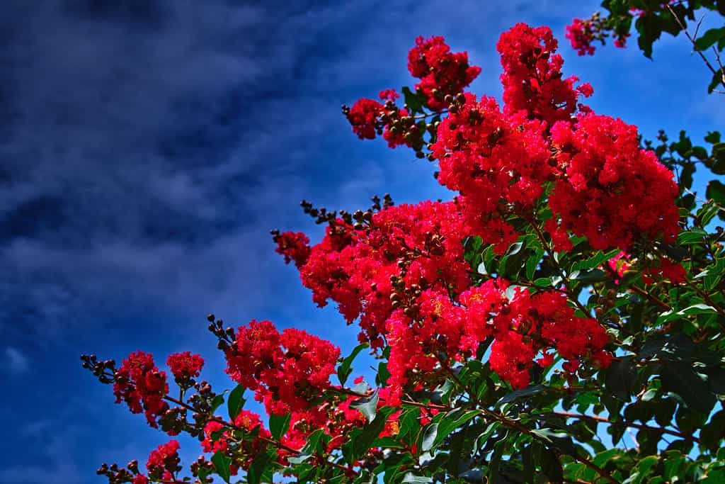 10 Gorgeous Red Flowering Trees in Florida