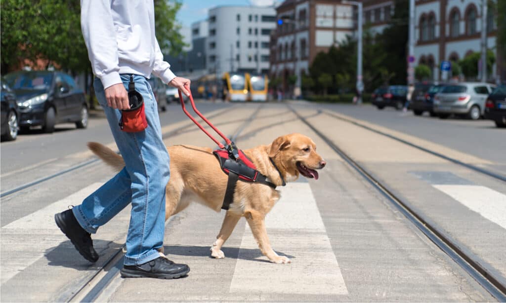 Are Dogs Allowed In Costco? 2 Important Rules to Know