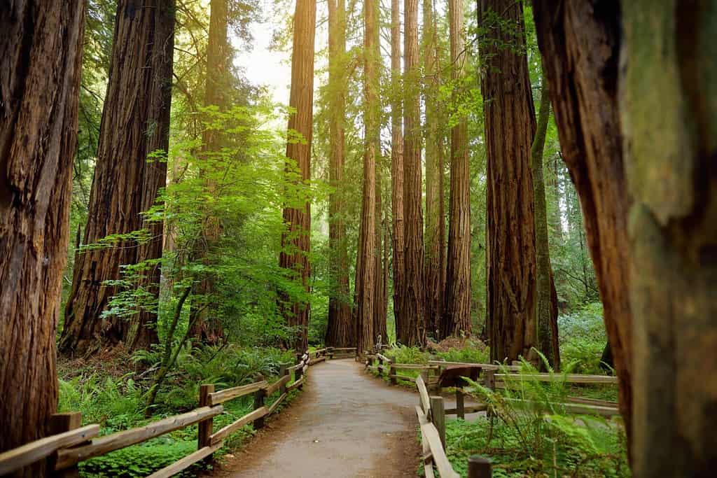 Redwood vs. Manna Gum Tree: 6 Differences Between These Towering Giants