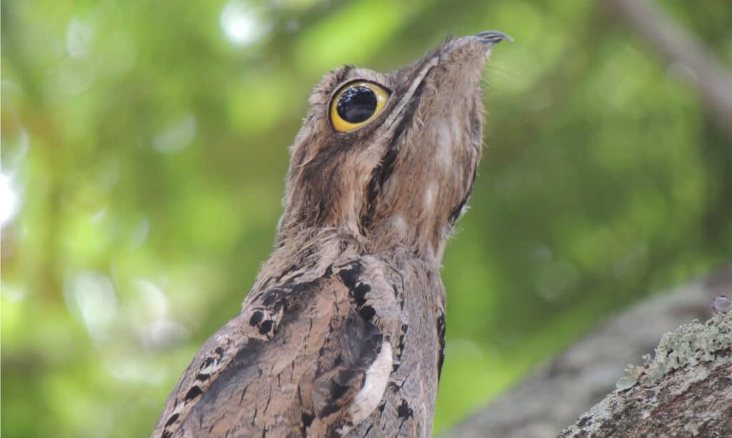 Potoo Vs. Great Potoo: 5 Key Differences About This Strange Bird