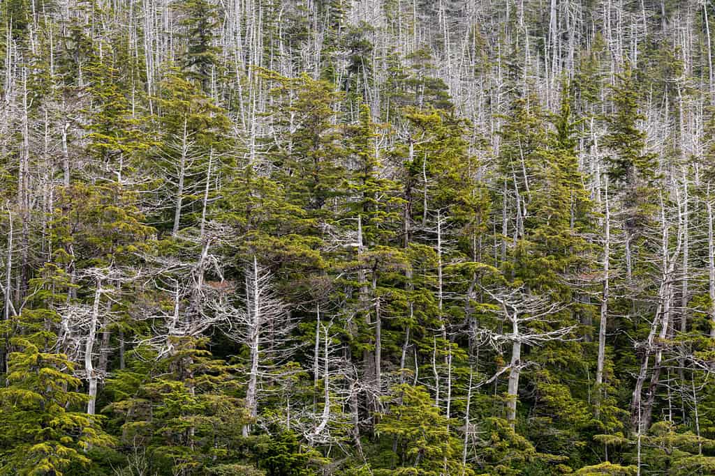 Yellow Cedar vs. Red Cedar Tree: 6 Differences Between These Towering Giants