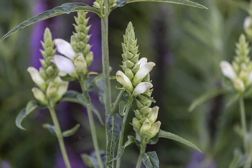 The Best Flowers to Plant in Quebec: 10 Cold-Tolerant Options for a Gorgeous Bloom