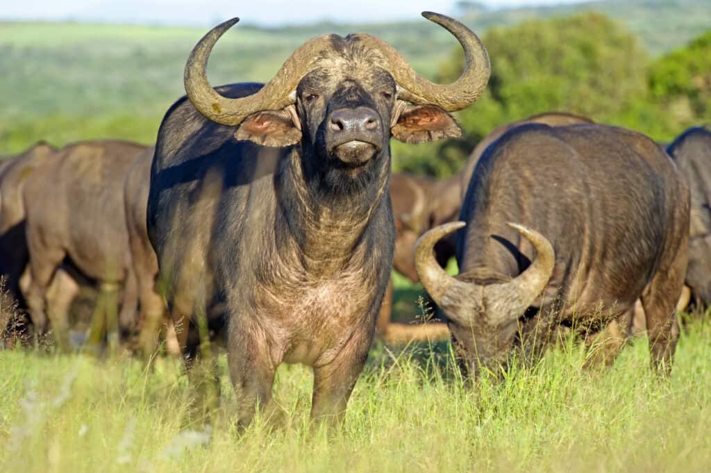 Pride Of Lions Surprise Attack a Buffalo But Not Before the Bull Shreds a Lion With Its Horns