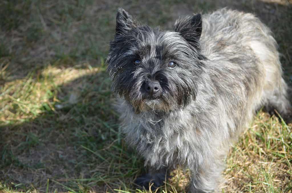 Cairn Terrier Colors: Rarest to Most Common