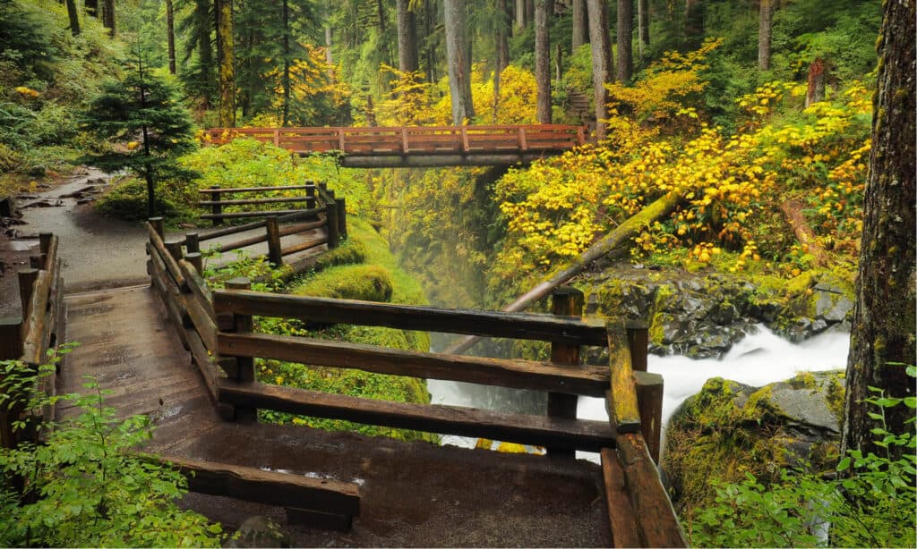 The 5 Best Hiking Trails in Olympic National Park