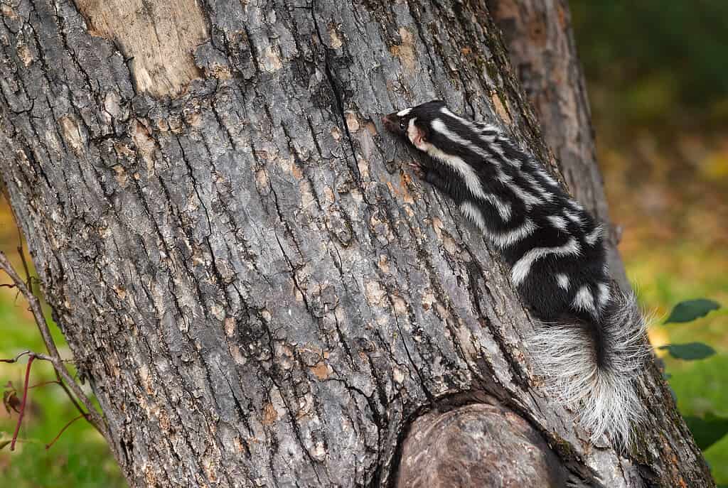 5 Common Places Skunks Live and Take Shelter