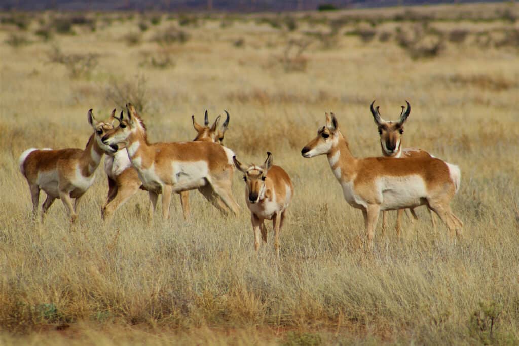 How Wide Is New Mexico? Total Distance from East to West