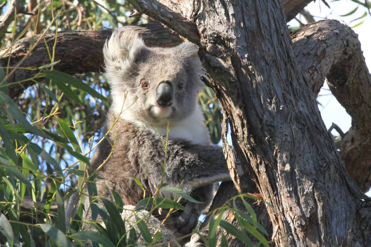 Redwood vs. Manna Gum Tree: 6 Differences Between These Towering Giants