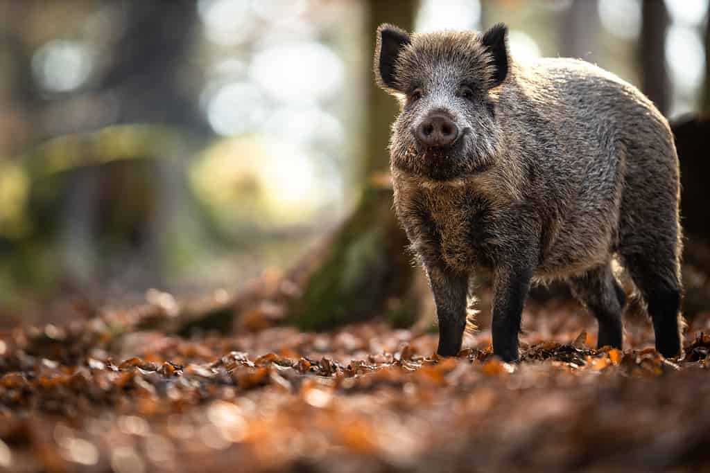 Leopard Hunts Wild Hog And Catches a Baby, Then Has To Escape From Enraged Pigs