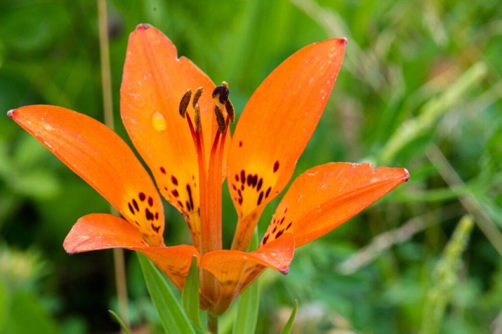 25 Beautiful Types of Orange Wildflowers