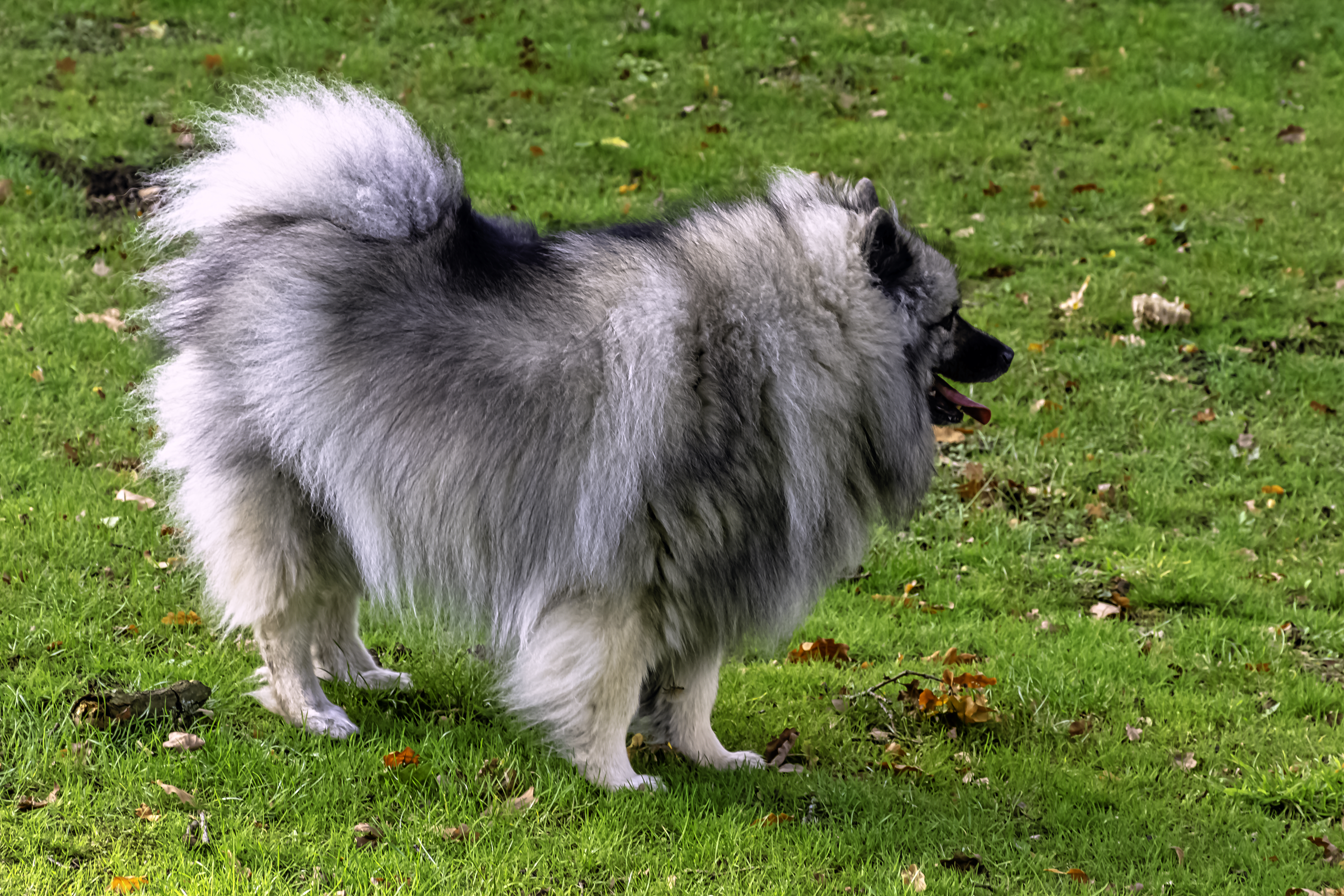 Keeshond Colors: Rarest to Most Common