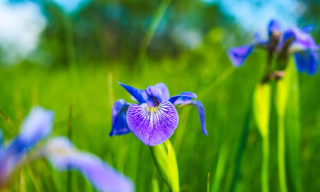 The Best Flowers to Plant in Quebec: 10 Cold-Tolerant Options for a Gorgeous Bloom