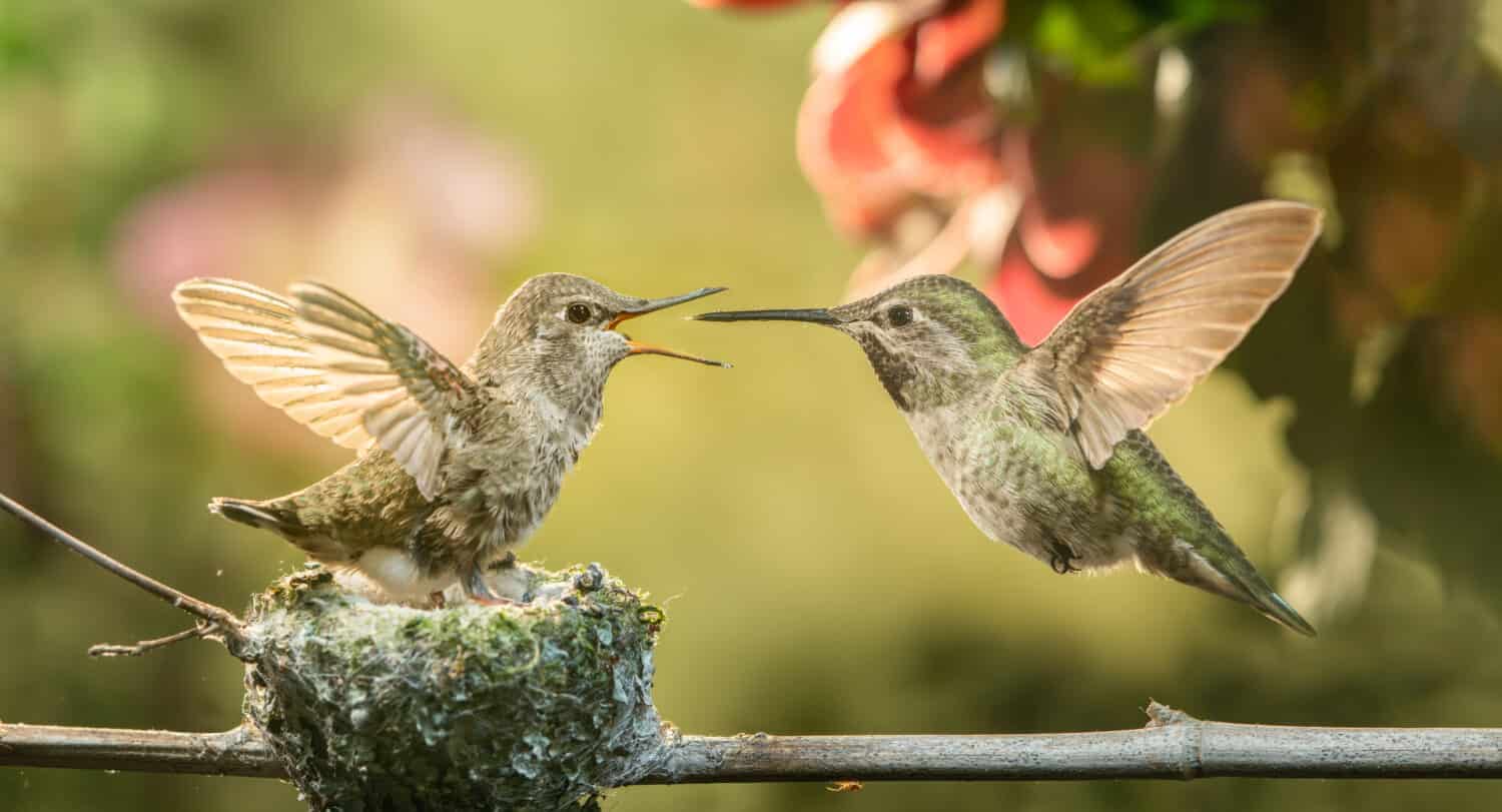 Discover What Baby Hummingbirds Eat