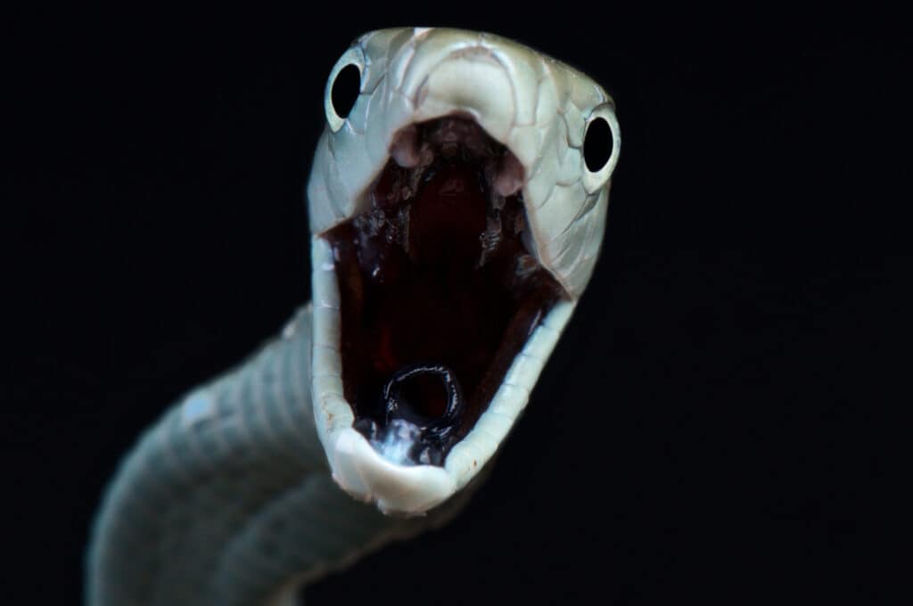 See the Heart-Stopping Video of an Impossibly Long Black Mamba That Slithers Into a Family's Home