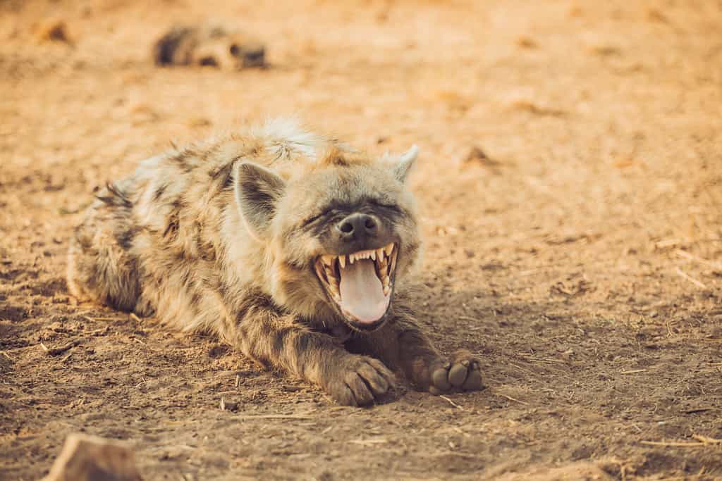 Foolish Hyena Invites Itself to a Leopards Kill, Then Gets Bounced Real Quick