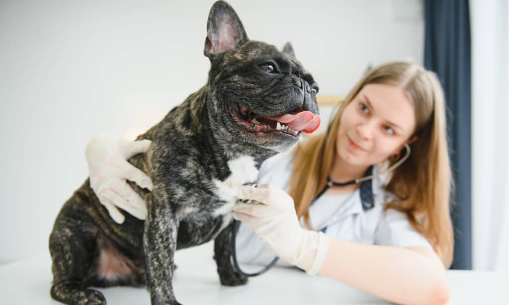 Enrofloxacin Dosage Chart for Dogs: Risks, Side Effects, Dosage, and More