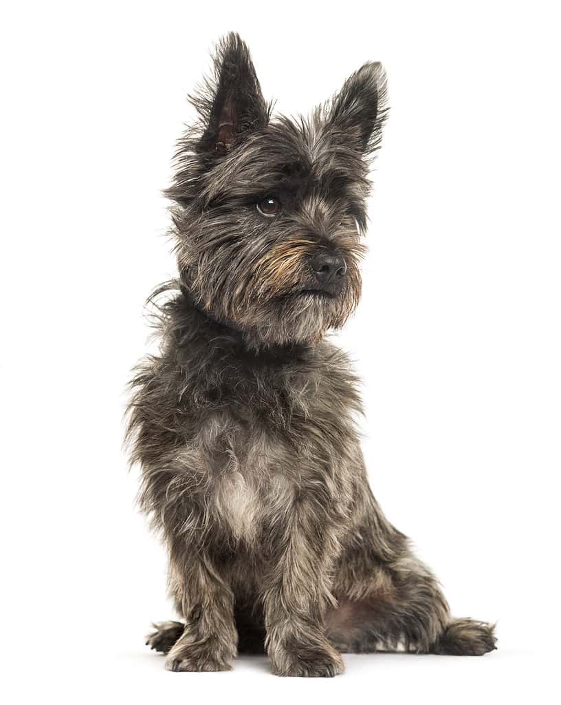 Cairn Terrier Colors: Rarest to Most Common