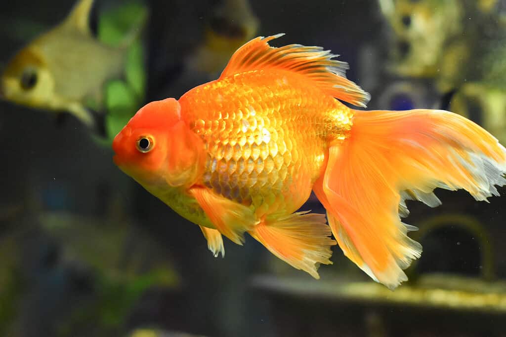 Every Type of Goldfish: Color, Size and Care Tips