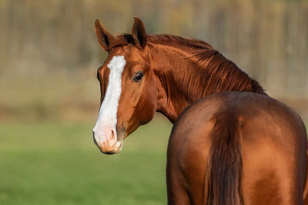 Horse Colors: The Complete List From Rarest to Most Common