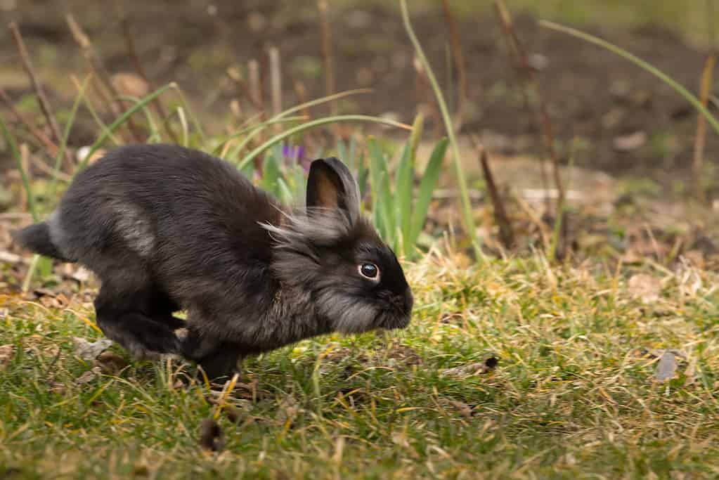 Lionhead Rabbit Lifespan: How Long Do Lionhead Rabbits Live?