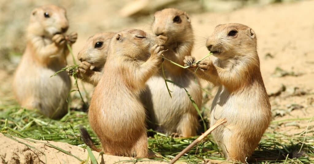 Do Prairie Dogs Make Good Pets? Discover the Pros and Cons