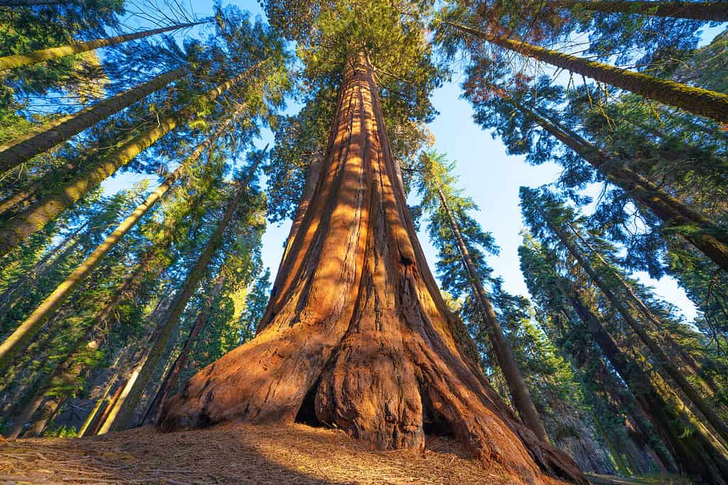 The 16 Best Places to See Towering Redwood Trees in California