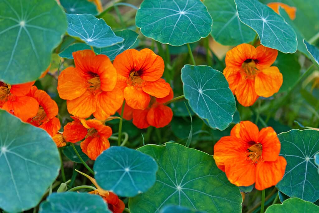 25 Beautiful Types of Orange Wildflowers