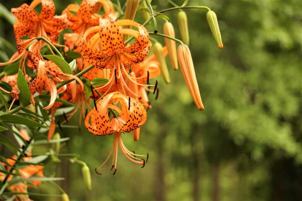 25 Beautiful Types of Orange Wildflowers