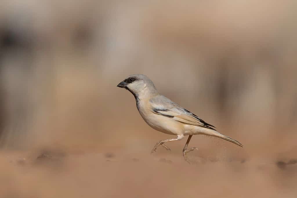 8 Amazing Birds That Call the Sahara Desert Their Home