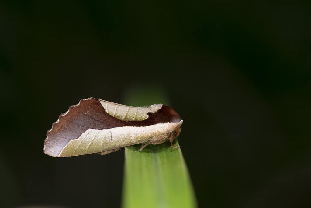 10 Different Insects That Look Like They Are Leaves