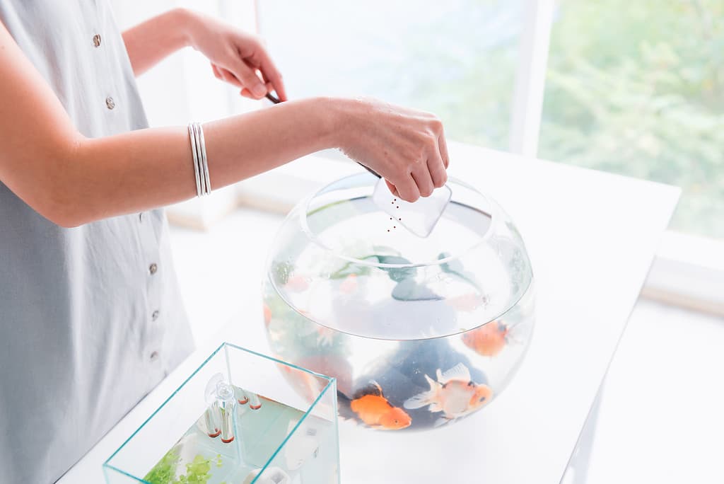 How Long Can Your Goldfish Go Without Eating? 7 Tips for Keeping Them Alive