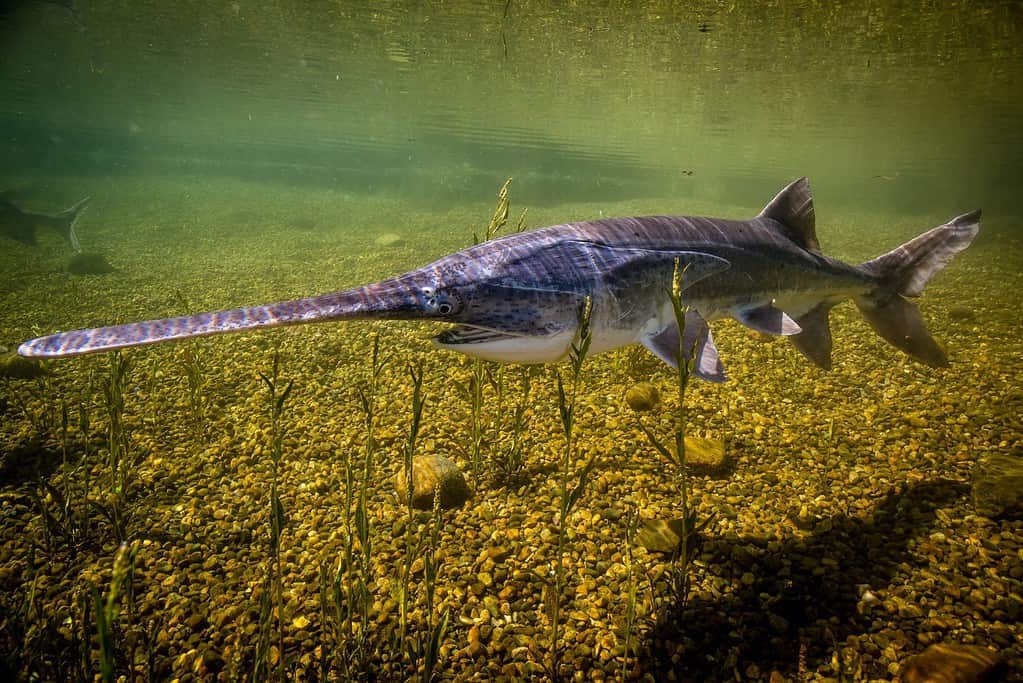 The 10 Largest Fish Ever Caught in Kansas