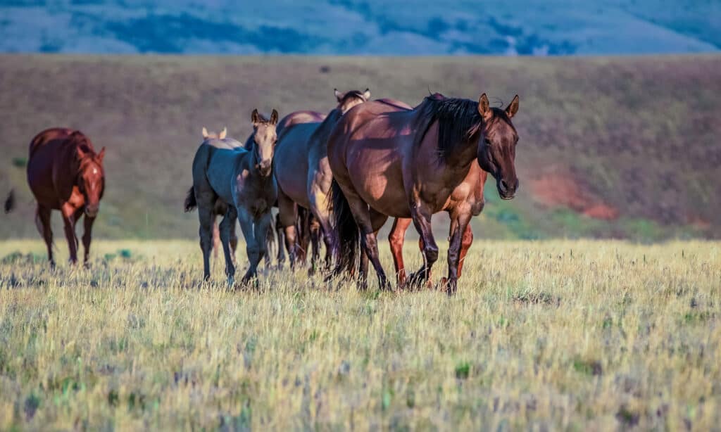 American Quarter Horse: Origin, Size, Appearance, and More!