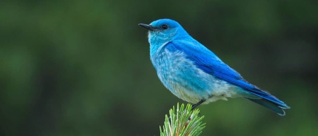 Discover the Official State Bird of Nevada