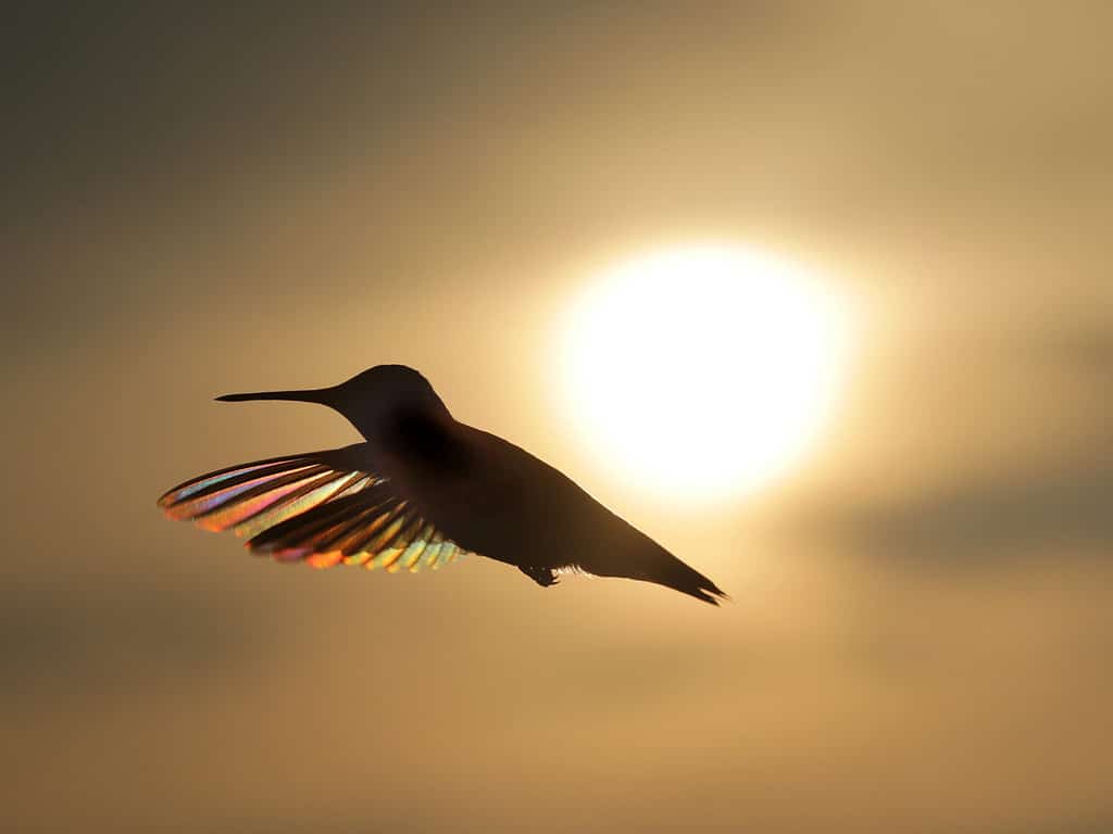 Discover Every Sound a Hummingbird Makes