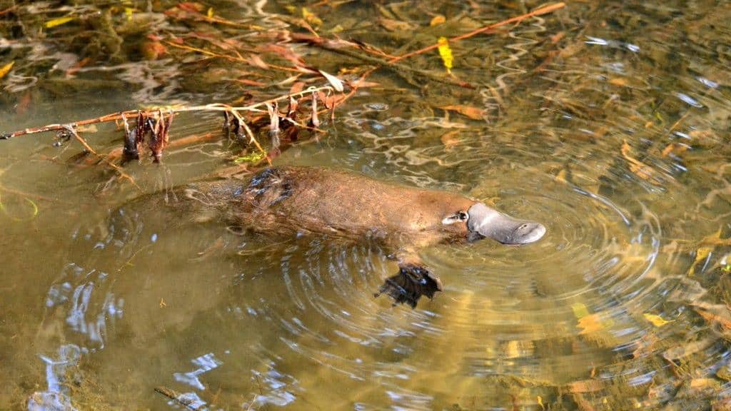 The Complete List of 38 Animals With Webbed Feet