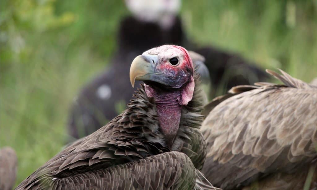 8 Amazing Birds That Call the Sahara Desert Their Home