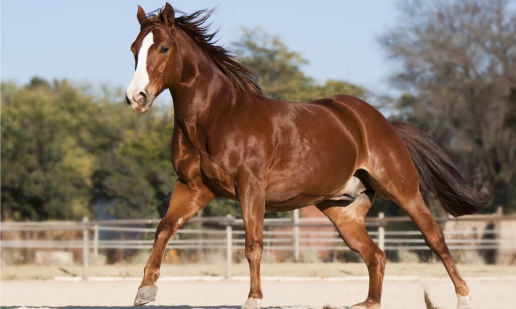 Horse Colors: The Complete List From Rarest to Most Common