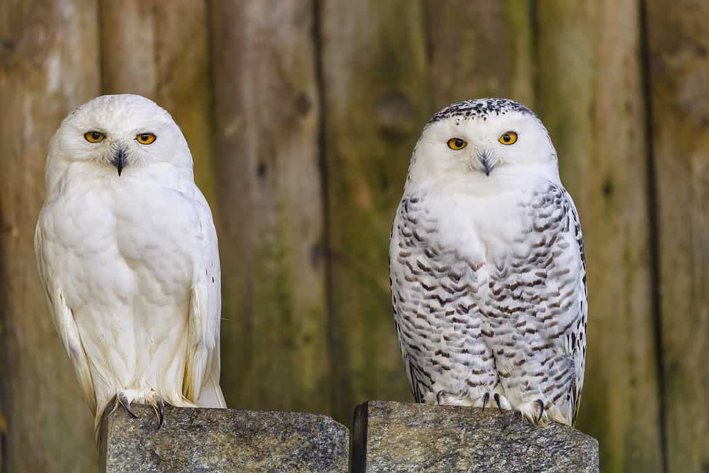 Male vs Female Owls: 5 Key Differences