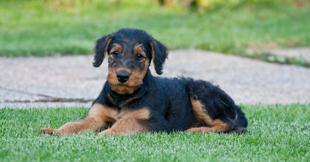 Male vs. Female Airedale Terrier: 3 Key Differences