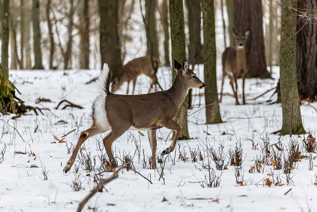 How Fast Are Deer? Top Speeds and How It Compares to Its Predators