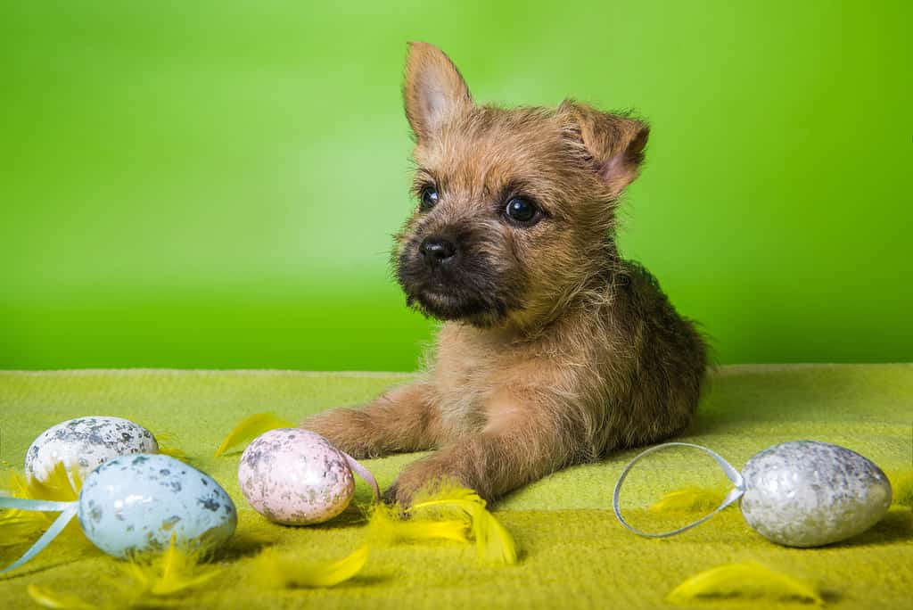 Cairn Terrier Colors: Rarest to Most Common