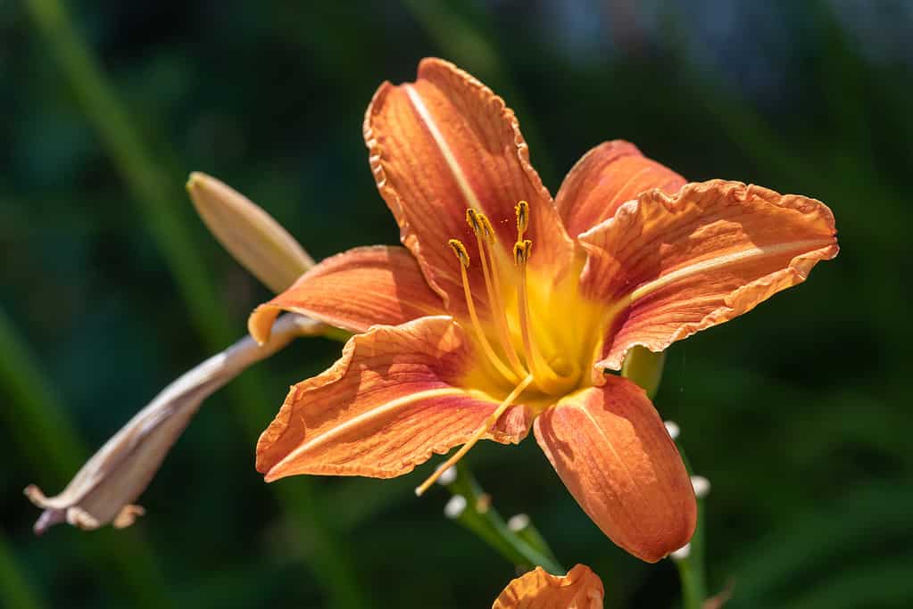 25 Beautiful Types of Orange Wildflowers