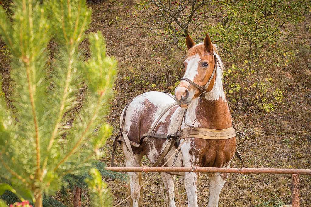 Horse Colors: The Complete List From Rarest to Most Common